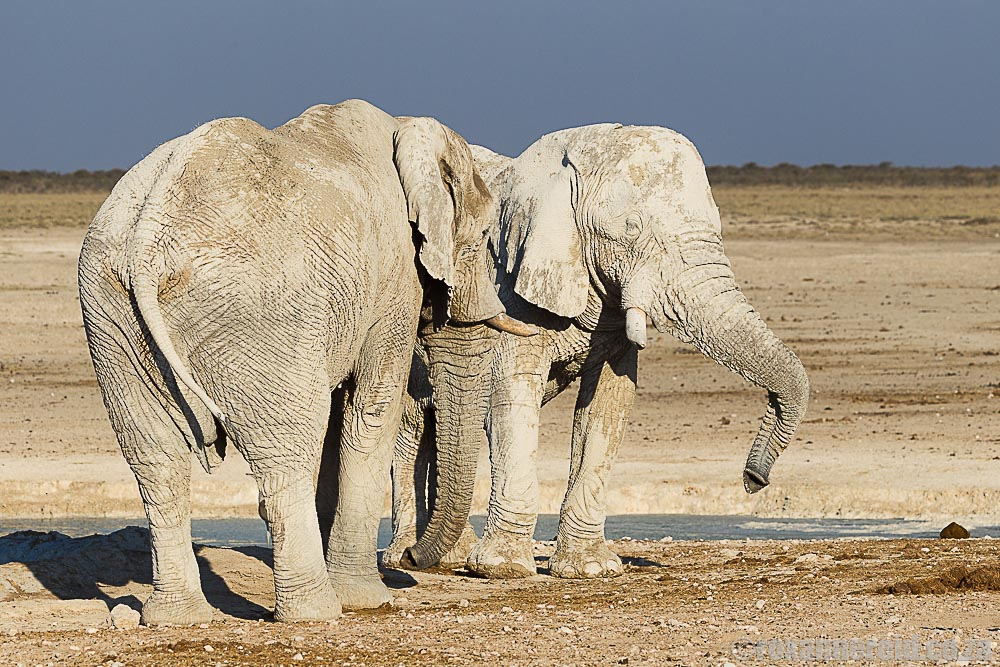 Elephants at Etosha National Park