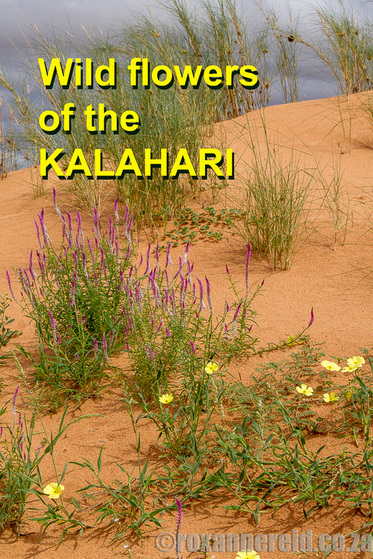 Wild flowers of the Kalahari. Author of 'Travels in the Kalahari' shares her hints. Find the ebook on Amazon https://www.amazon.com/gp/product/B009VGNECU/
