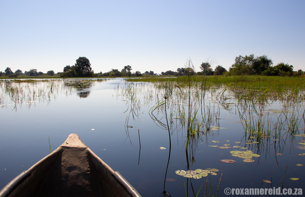 View of reeds and water lilies from a mokoro, Okavango Delta, Botswana