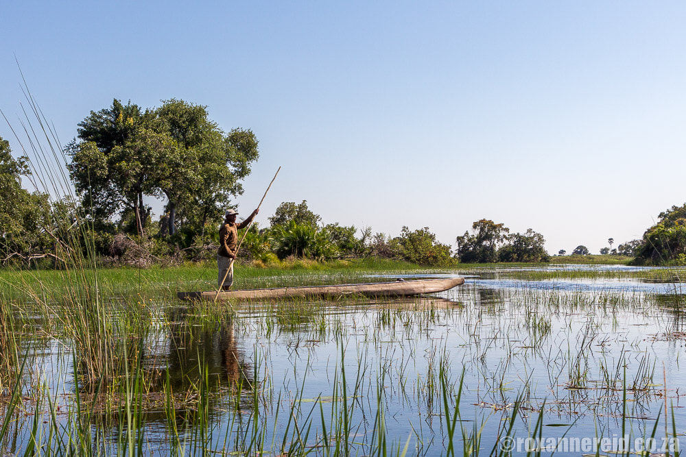 Mokoro being poled along a water channel in the Okavango Delta, Botswana