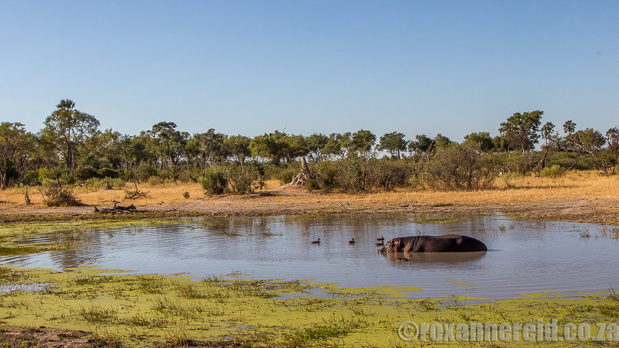 Chitabe, Okavango, Botswana