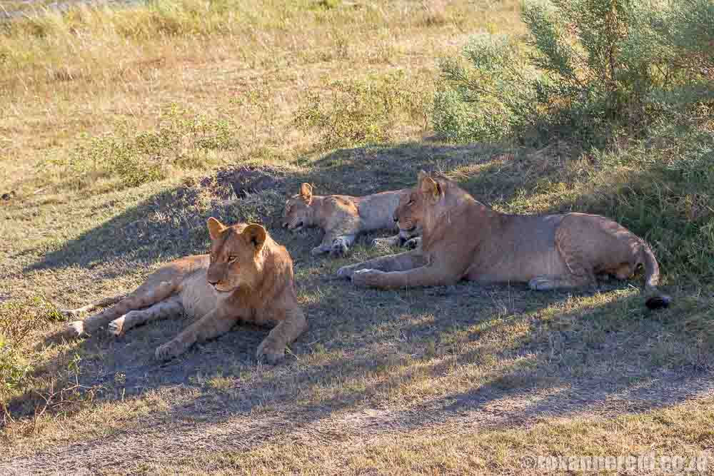 Young lions resting, Linyanti Botswana