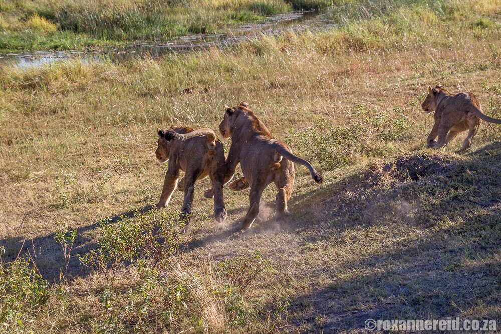 Start of a lion hunt, Botswana