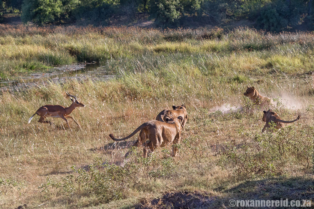Lions about to pounce on impala ram, Linyanti Botswana