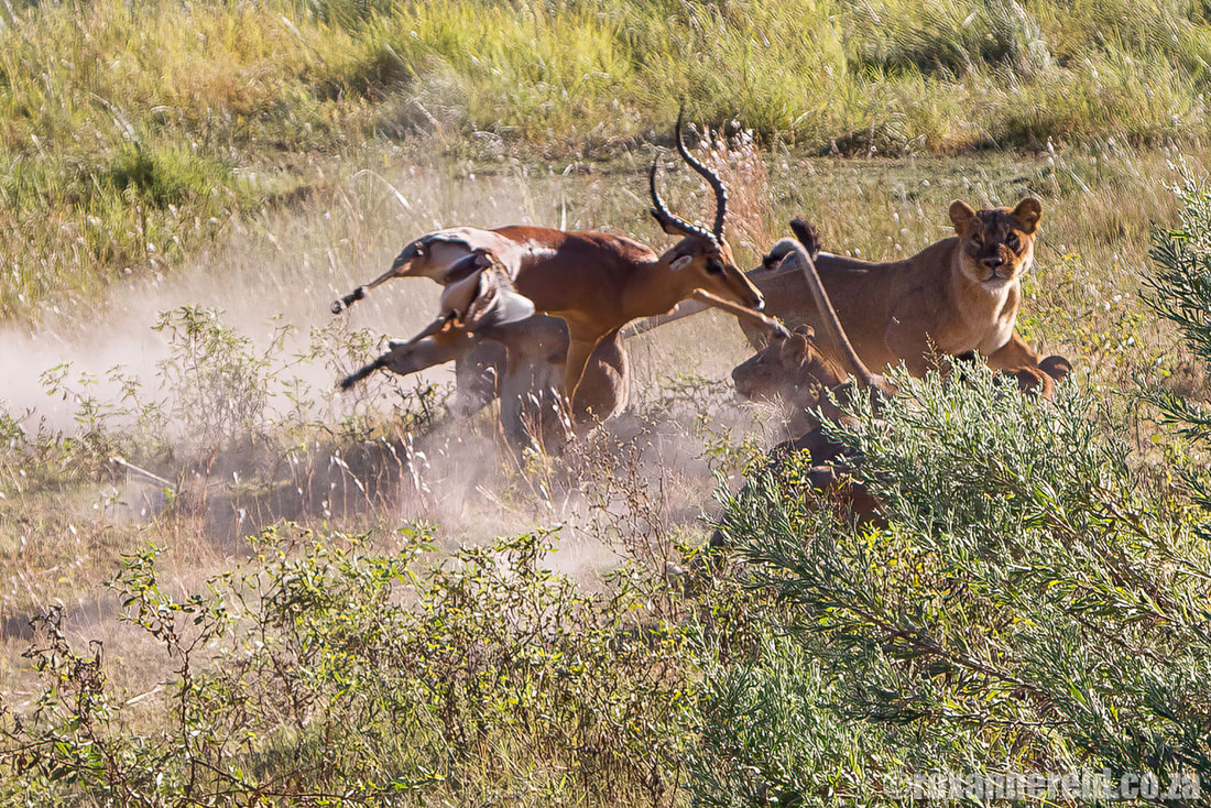 Lions take down impala ram, Linyanti Botswana