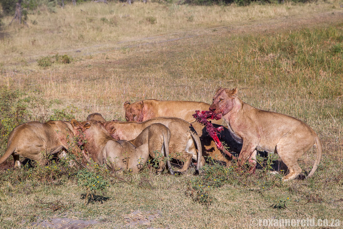 Lion kill, Linyanti Botswana