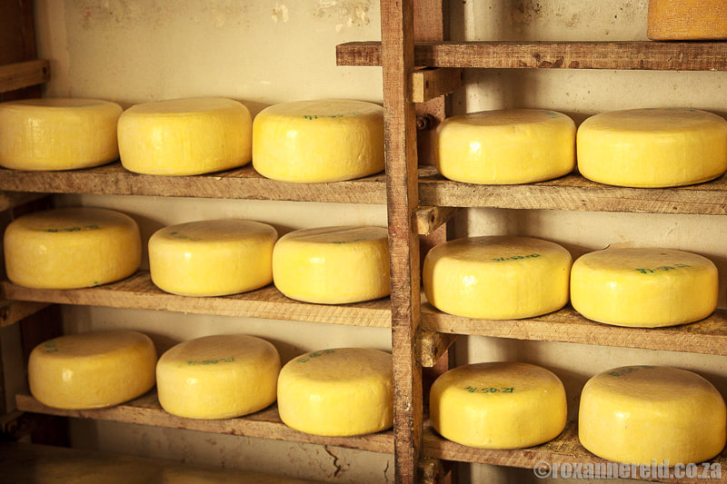 Gay's Guernsey Dairy's cheese
