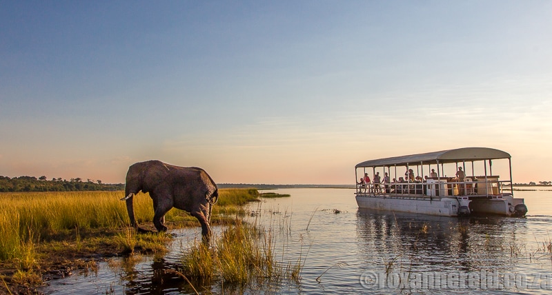 Chobe River boat cruise, Botswana