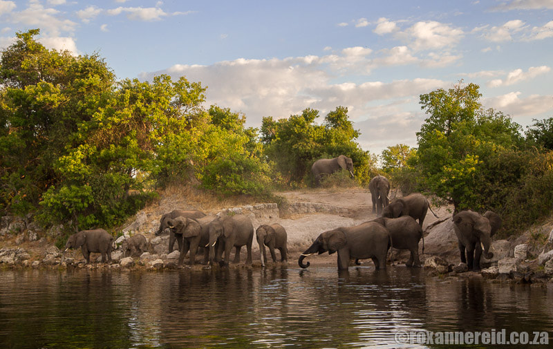 Elephants at the river in Chobe National Park