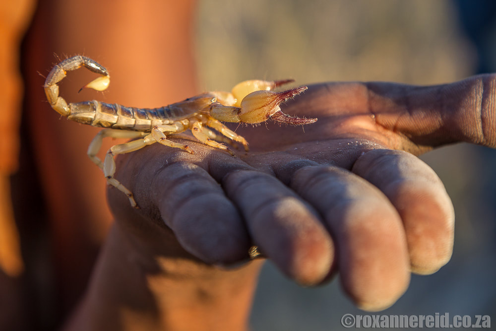 Scorpion, Makgadikgadi pans