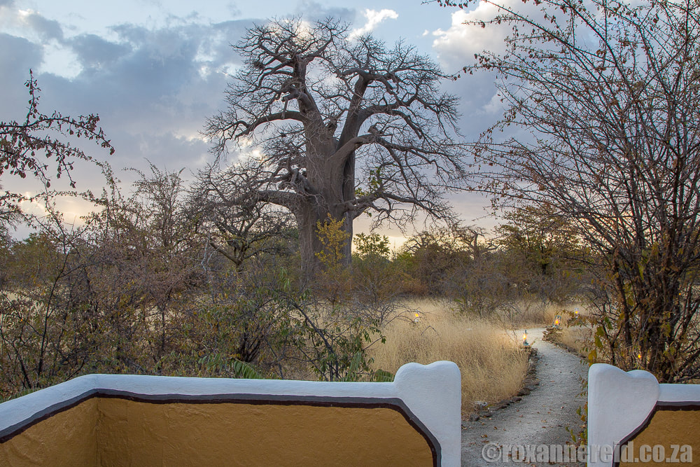 Baobab tree, Planet Baobab camp, Makgadikgadi, Botswana