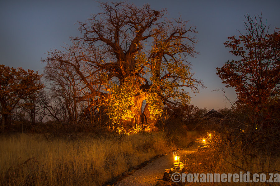 Baobab tree, Planet Baobab camp, Makgadikgadi, Botswana