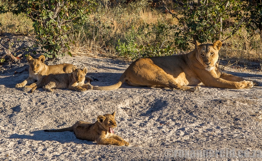 Lion and cubs, Botswana
