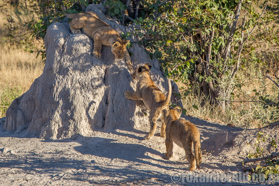 Lions, Selinda Camp, Great Plains Conservation, Botswana
