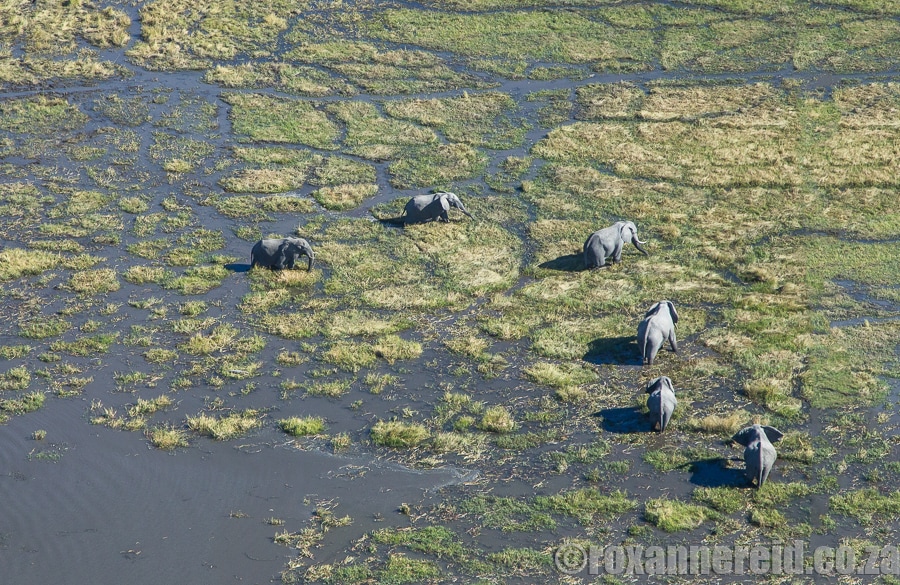 Okavango Delta from the air, Botswana