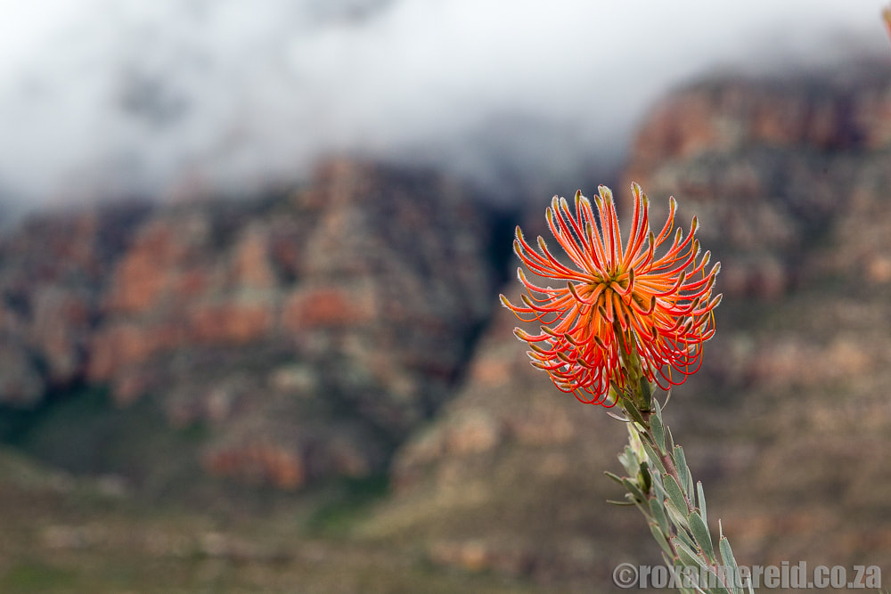 Flower, Cederberg mountains, South Africa