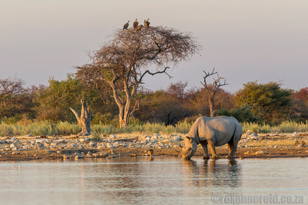 Black rhino, Etosha safari