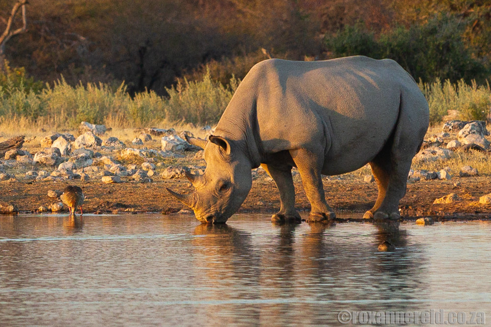 Black rhino, Etosha National Park, Namibia