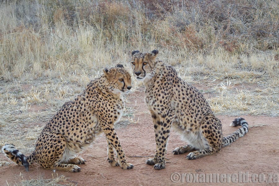 Cheetahs at AfriCat, Namibia