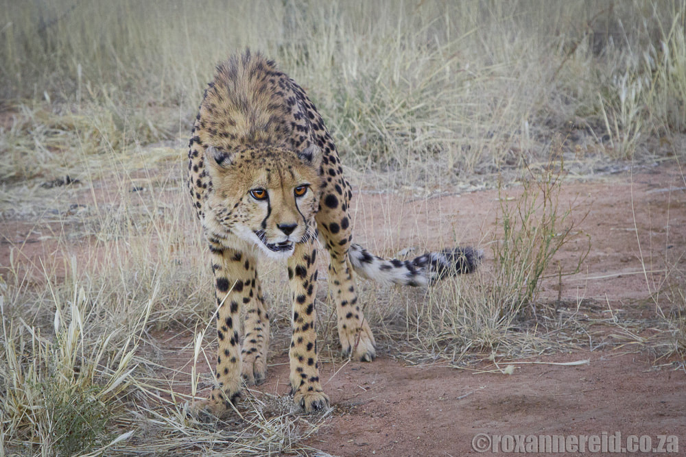 Namibia wildlife: cheetah conservation, cheetah sanctuary