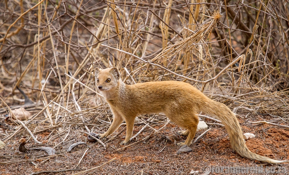 Yellow mongoose, Kgalagadi Transfrontier Park, Kalahari, Southern Africa