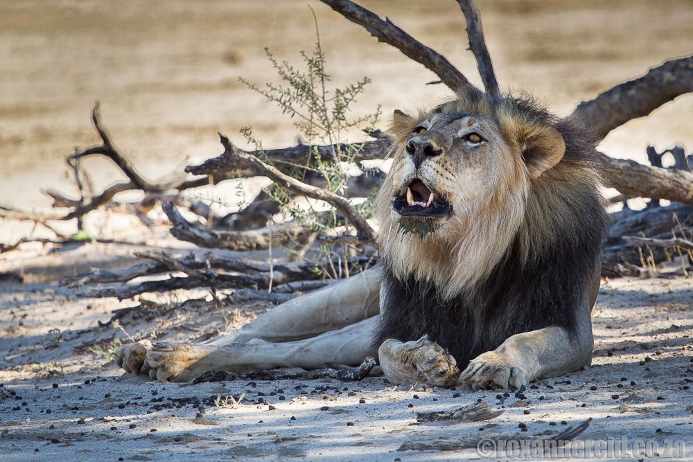 Lion, Kgalagadi Transfrontier Park, Kalahari, Southern Africa