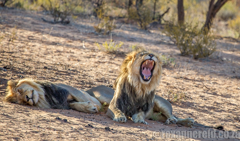 Lions, Kgalagadi Transfrontier Park