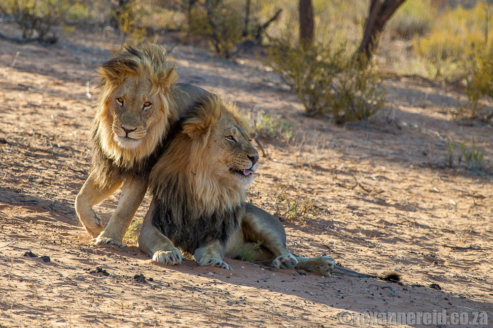 Kalahari lion brothers, Kgalagadi Transfrontier Park