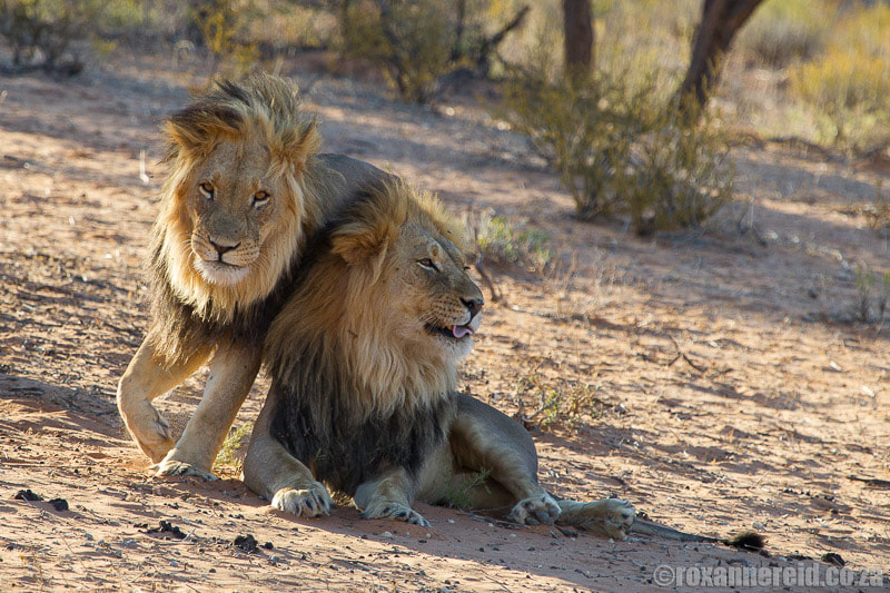Holiday destinations in South Africa: Kgalagadi Transfrontier Park