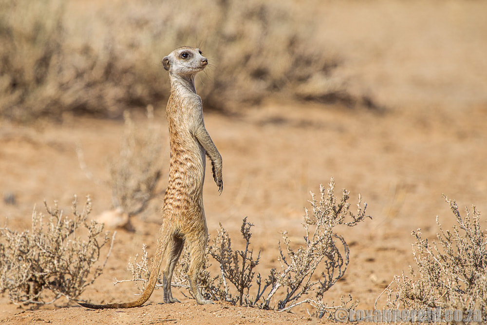 Meerkat on a Kalahari safari