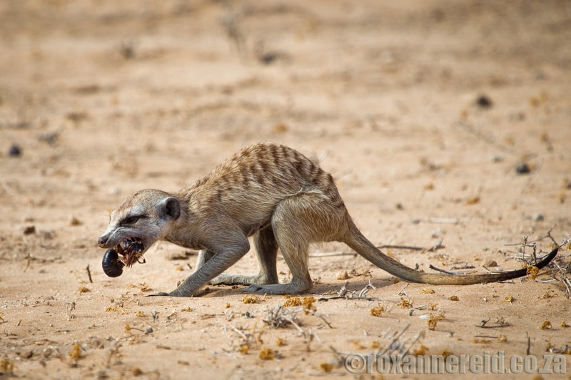 Meerkat, Kgalagadi Transfrontier Park, Kalahari, Southern Africa