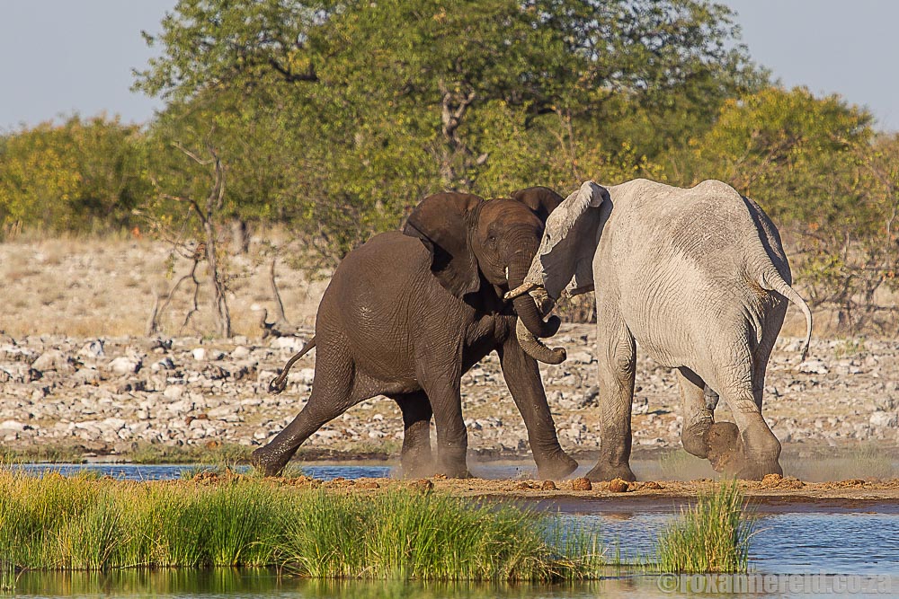 Interesting facts about elephants, Etosha National Park