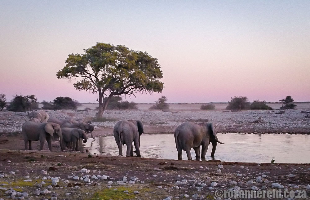 Elephants at Okaukuejo waterhole on a Namibia safari