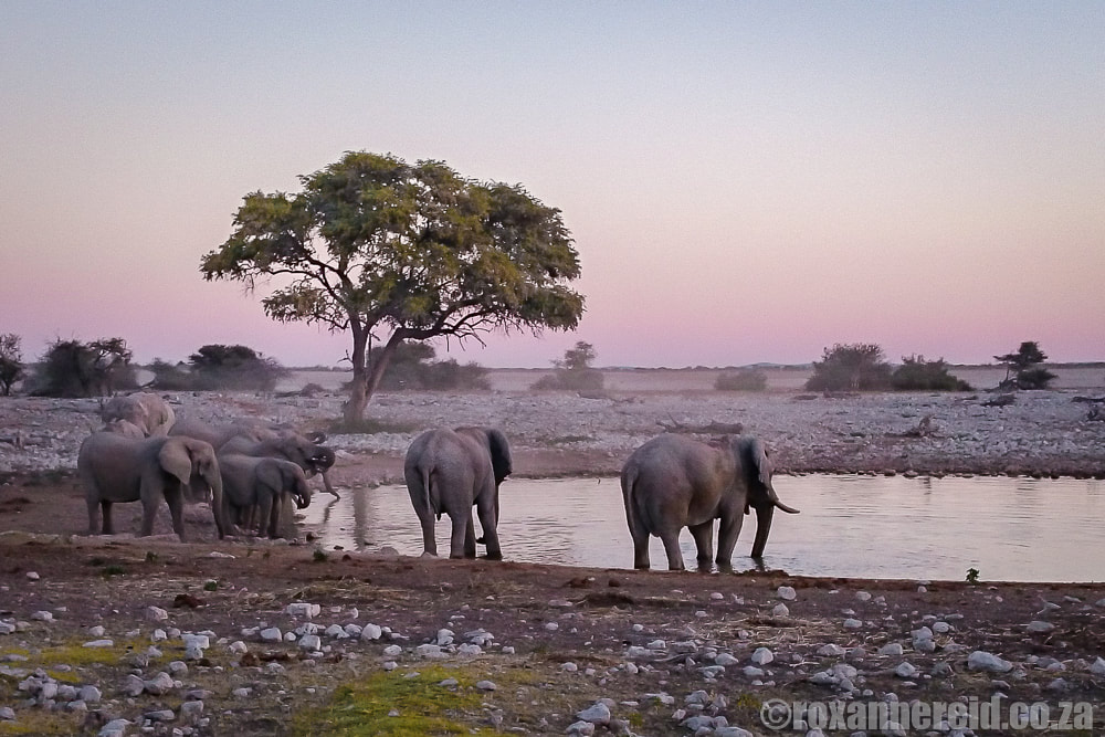 Namibia wildlife resorts and Namibia national parks: Etosha National Park