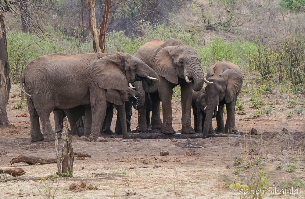 Elephants, Zambezi National Park, Zimbabwe