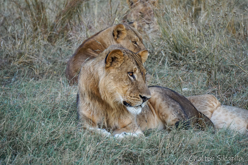 Lions, Zambezi National Park, Zimbabwe