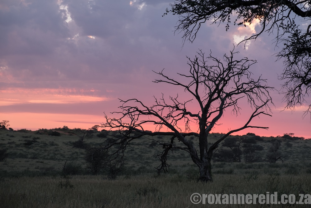 Sunset drive in the Kgalagadi Transfrontier Park