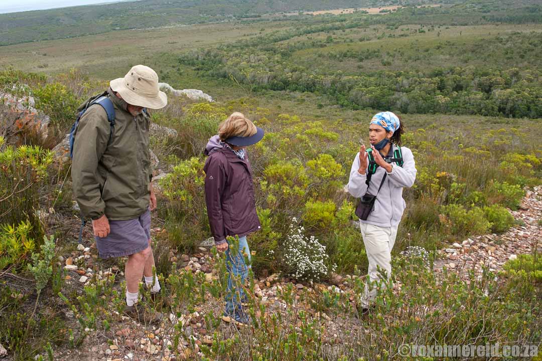 Cape fynbos at De Hoop Nature Reserve