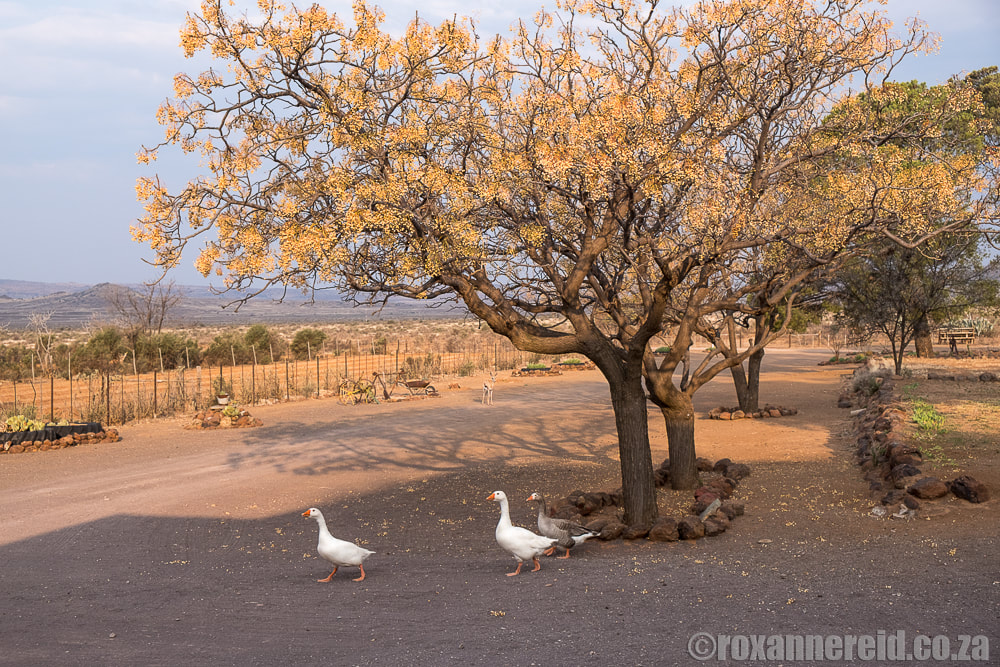 Geese, BloemhofKaroo guesthouse near Richmond, Karoo