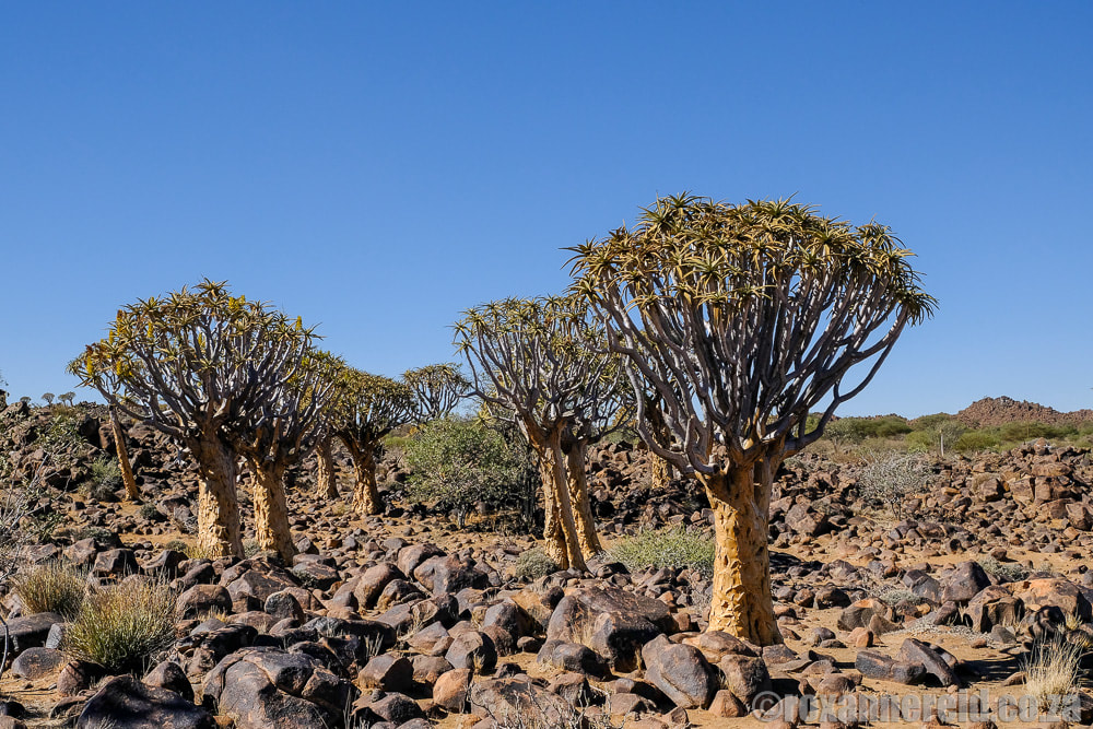 See quiver trees in this forest near Keetmanshoop, Namibia