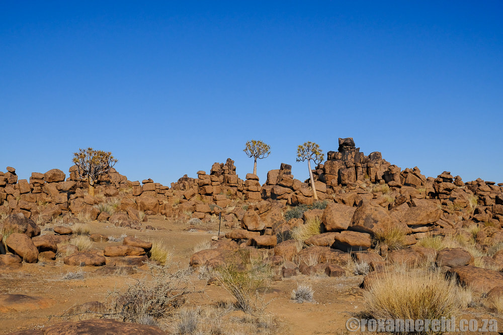 Quiver trees at Giants Playground near Keetmanshoop, Namibia