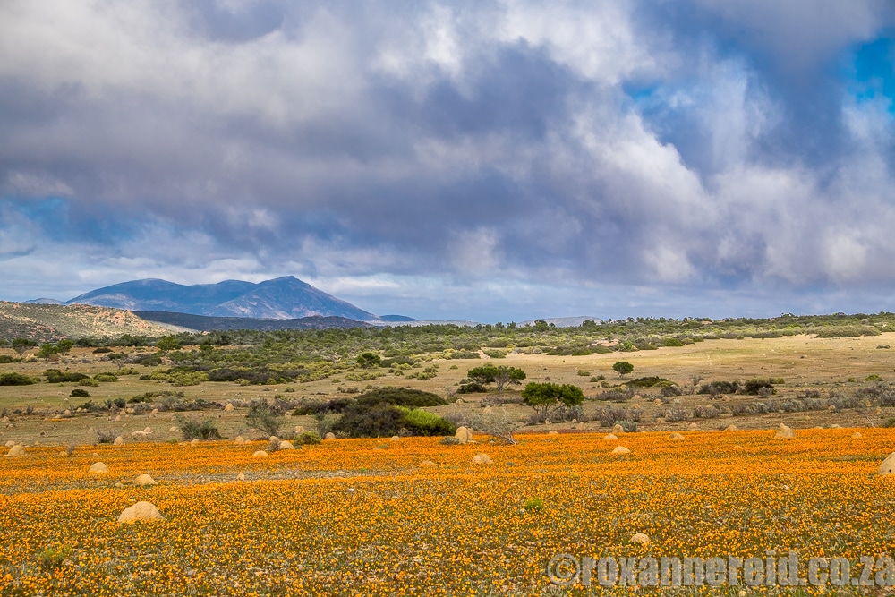 Spring flowers, Namaqua National Park, South Africa