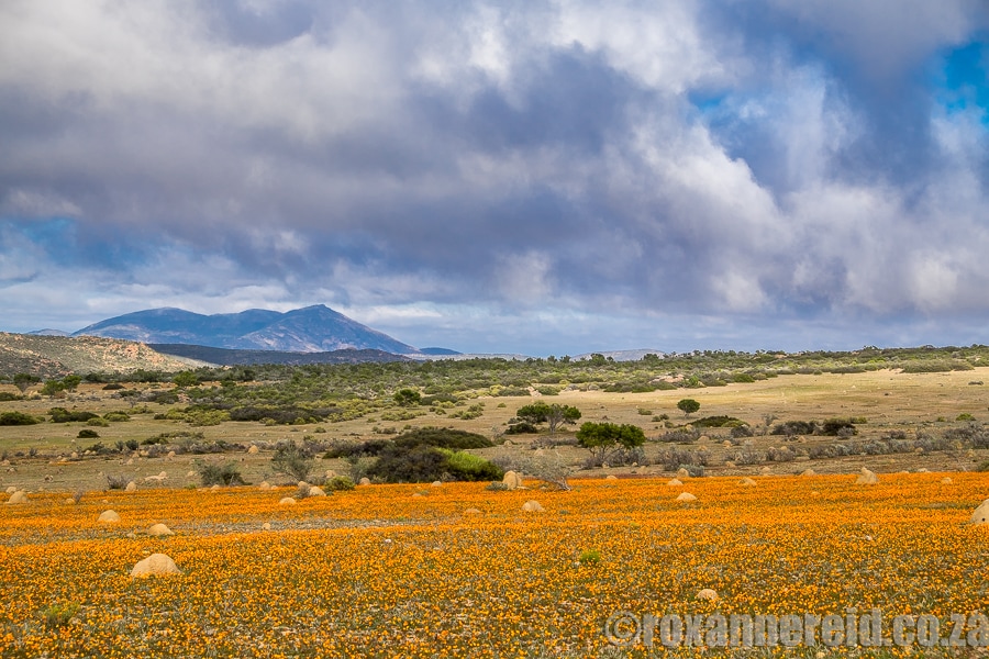 Spring flowers, Namaqua National Park