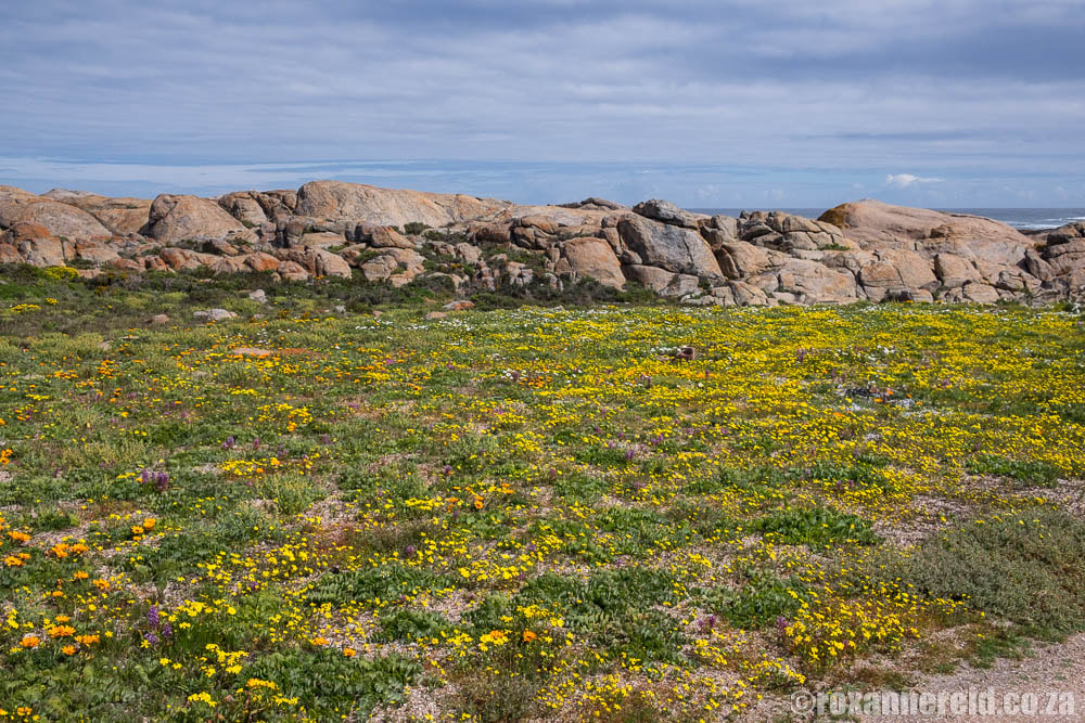 Wild flowers in spring at Cape Columbine Nature Reserve