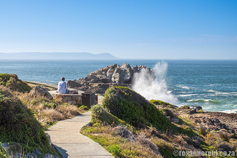 Things to do in Hermanus: walk the Cliff Path
