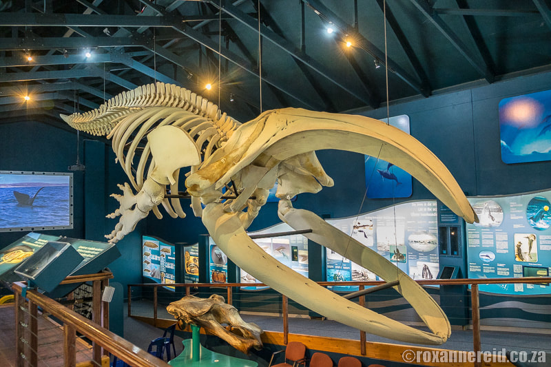 Hermanus museums: whale skeleton in whale museum