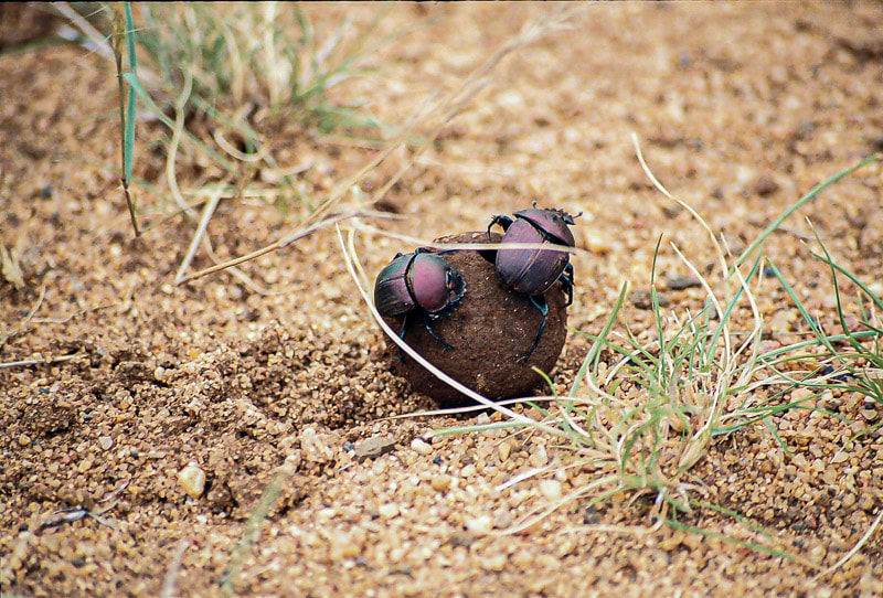 Dung beetles on the Olifants Wilderness Trail, Kruger Park