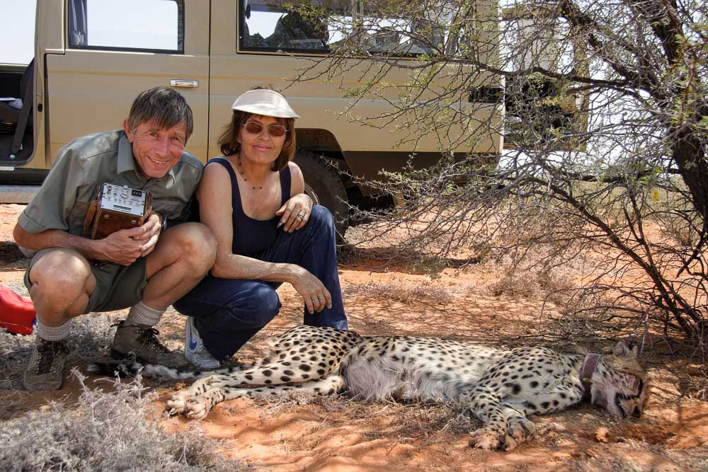 Researchers Gus and Margie Mills with one of their radio-collared Kalahari cheetahs