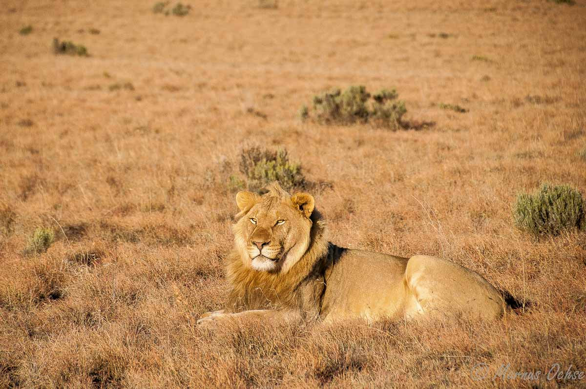 Male lion at Samara Game Reserve