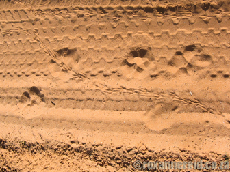 Tracks in the sand, Kalahari